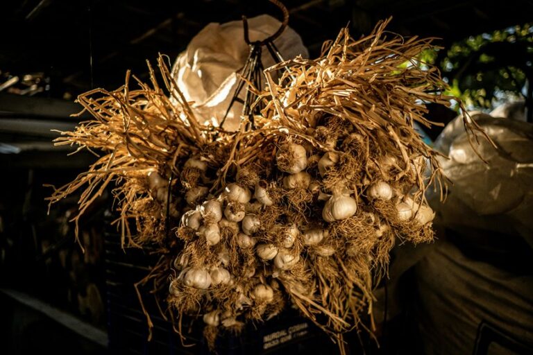 garlic spoilage and storage