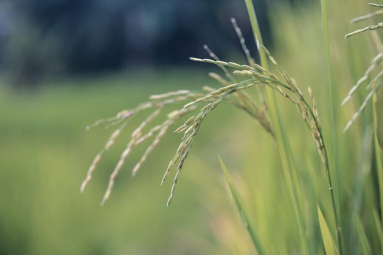 uncle ben s rice sourcing